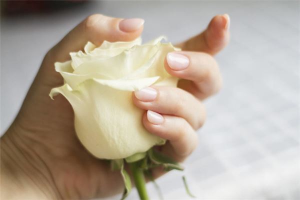 白玫瑰不能随便送人,白玫瑰的寓意和花语