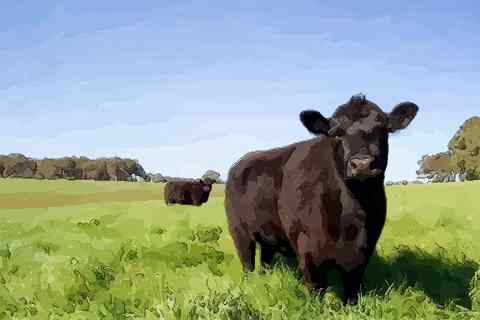 属牛的和什么属相最配 哪几个生肖的人很配属牛人