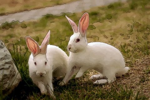 属兔人几月出生命最好 这几个月生的属兔人好命