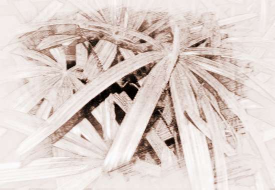 棕竹的风水功效及种养注意事项