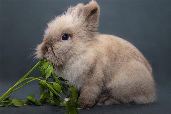 属兔人哪年出生,属兔人哪年出生最好命