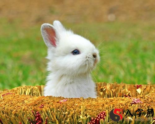 梦到兔子生一窝小兔子,梦到兔子生一窝小兔子什么预兆