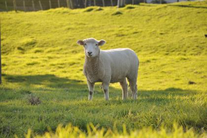 八月羊日是什么意思 什么是羊日