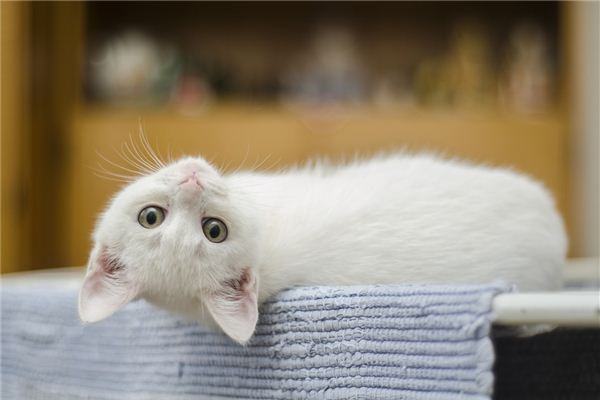 梦见白色的猫是什么意思