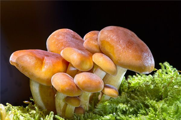 梦见采蘑菇是什么预兆