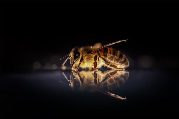 梦见被蜜蜂蛰是什么意思