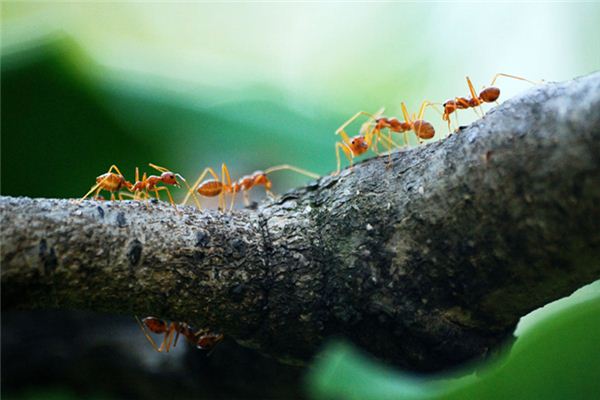 梦见蚂蚁窝是什么意思