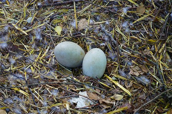 梦见捡鹅蛋是什么预兆
