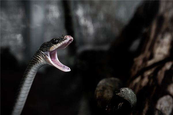 梦见蛇吞蛇是什么意思