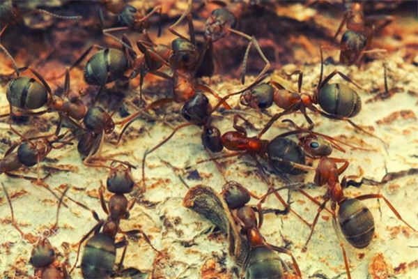 梦见很多蚂蚁是什么意思