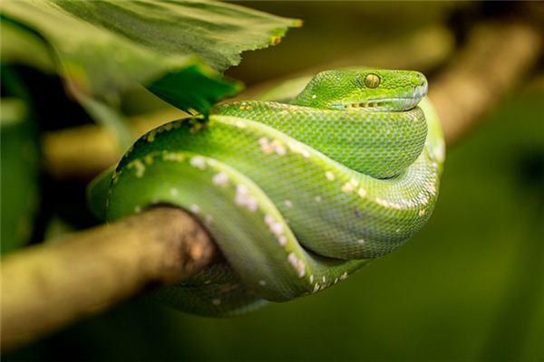 梦见绿色蛇是什么意思
