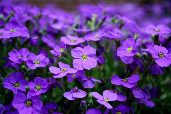 梦见紫色花是什么意思