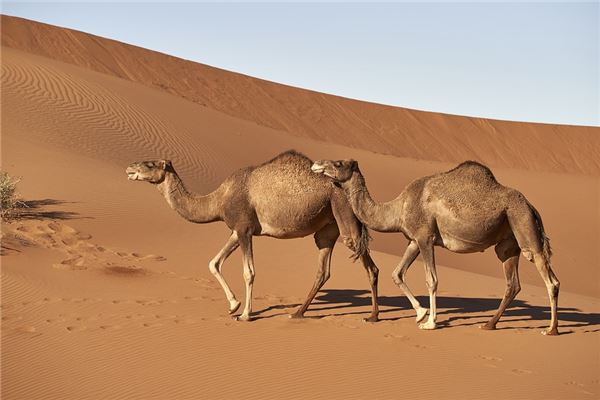 梦见梦到骆驼是什么意思
