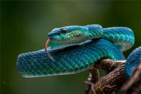 梦见蓝色的蛇,梦见蓝色的蛇是什么预兆