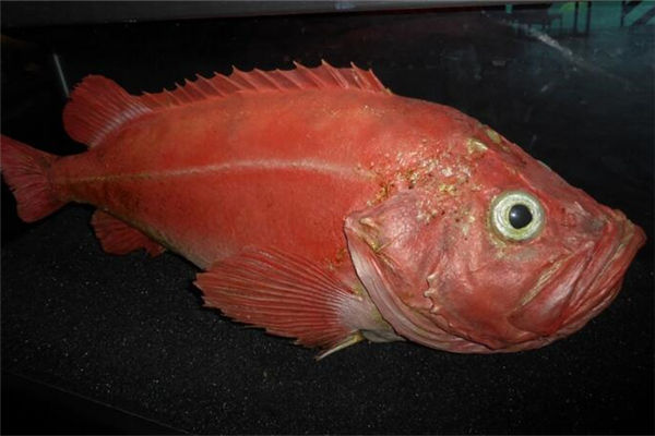 梦见红鱼是什么意思,女人梦见红鱼是什么意思