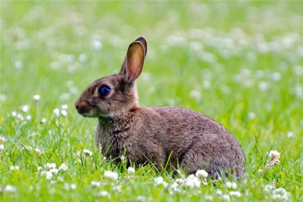 属兔的哪些年份出生,属兔的哪些年份出生最好