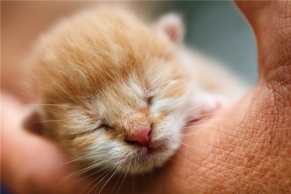 梦见刚出生的小猫有什么预示吗,梦见刚出生的小猫有什么预示吗