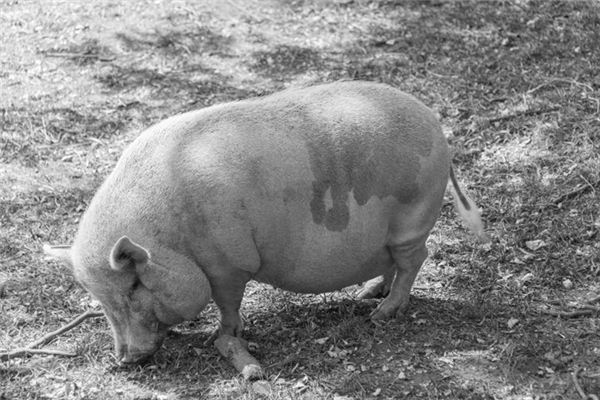 梦见大肥猪是什么意思