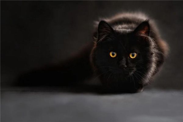 梦见一只黑猫