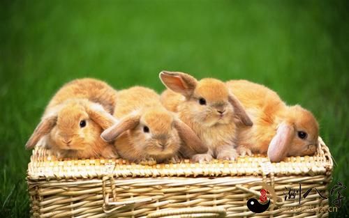 梦见兔子生一窝小白兔,梦见兔子生一窝小白兔崽