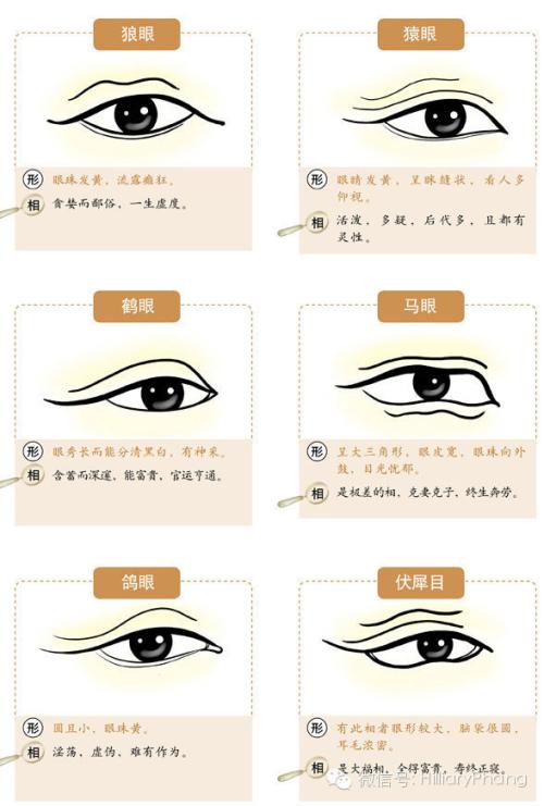 鹤眼 眼睛有哪几种眼型