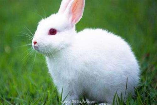 水兔年是哪些年份 兔是属于什么年的
