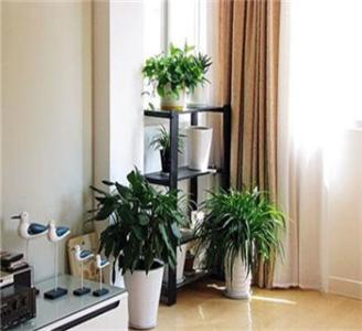 十大客厅风水植物 100种常见室内绿植