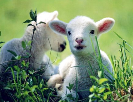 属羊的幸运色是什么