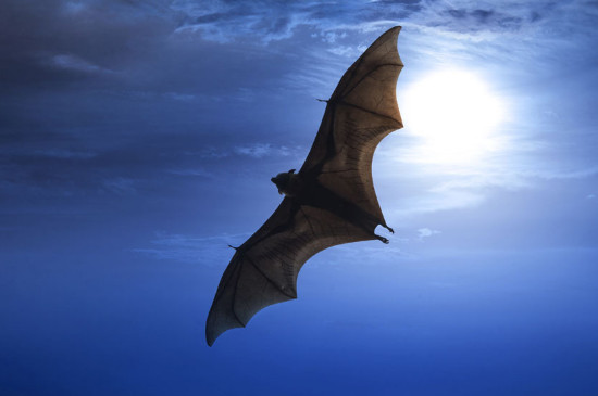 家里进蝙蝠是什么意思有什么预兆吗,家里进蝙蝠是什么意思有什么预兆吗视频