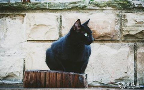 黑猫主动上门意味着什么周易,黑猫主动上门意味着什么