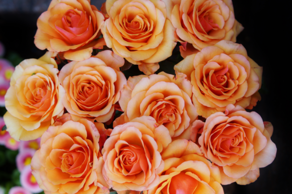 玫瑰的花语和象征意义 玫瑰花语大全数量的含义(图文)