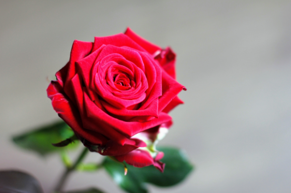 玫瑰的花语和象征意义 玫瑰花语大全数量的含义(图文)
