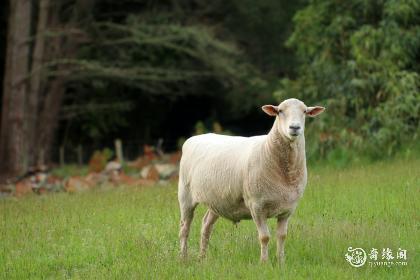 1年属羊农历五月初八的是什么命,91年属羊农历五月"